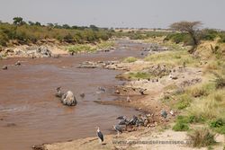Masai Mara, Kenia