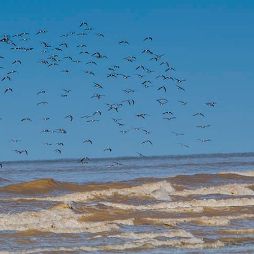  Doñana