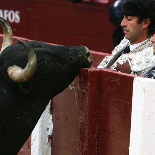 toros