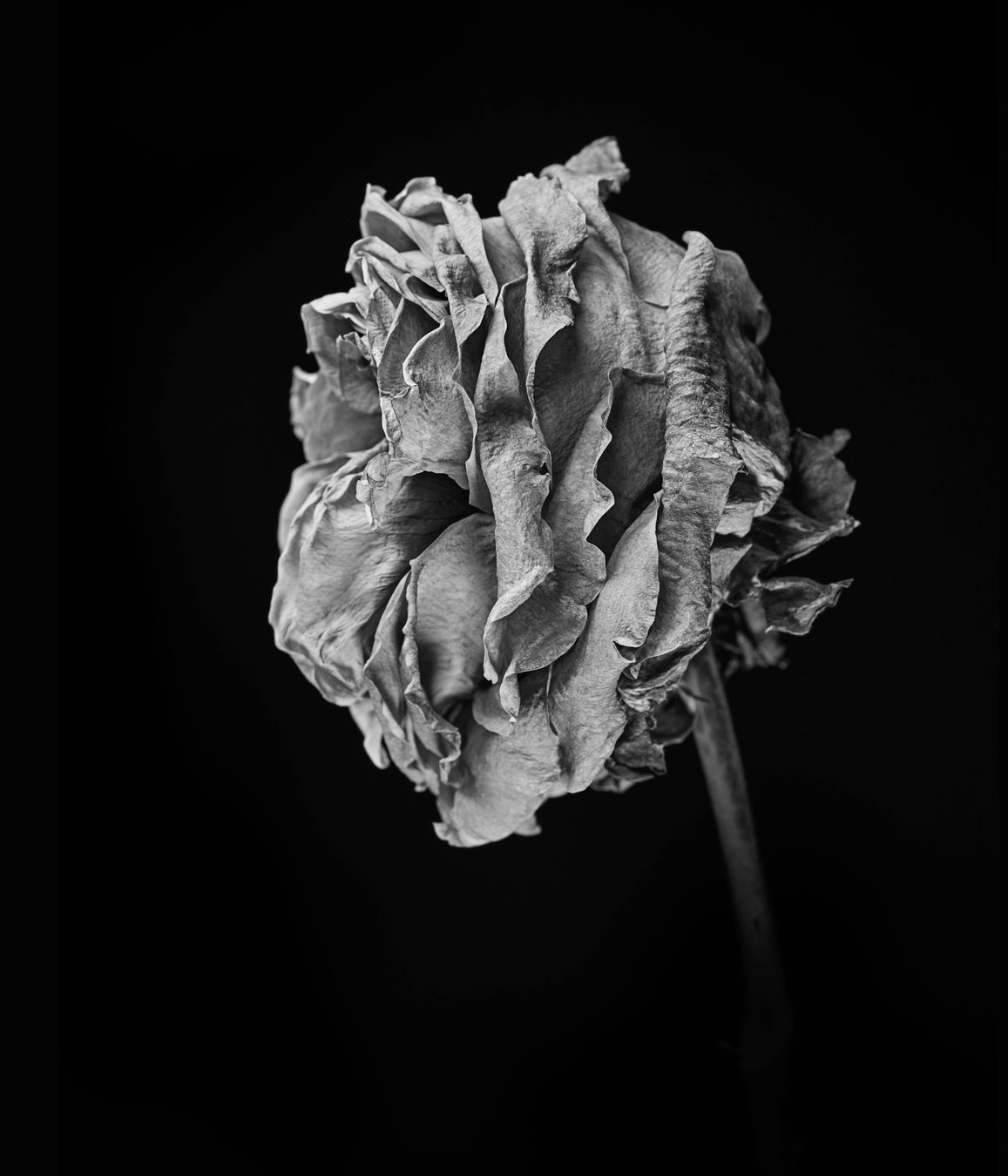 Flor 9