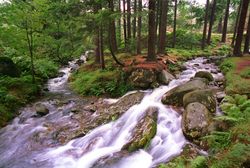 report Ireland: "I love green" 