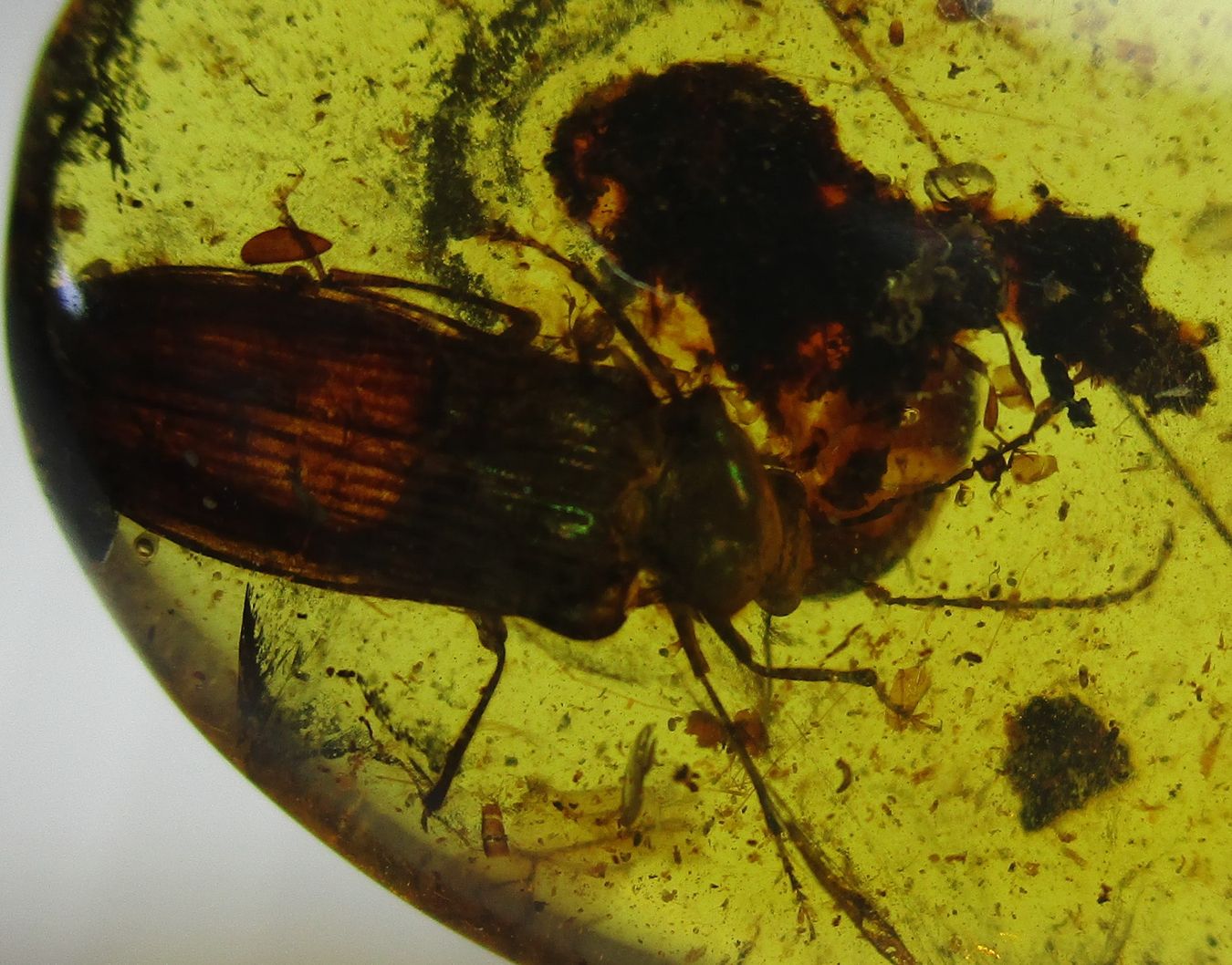 Buprestidae