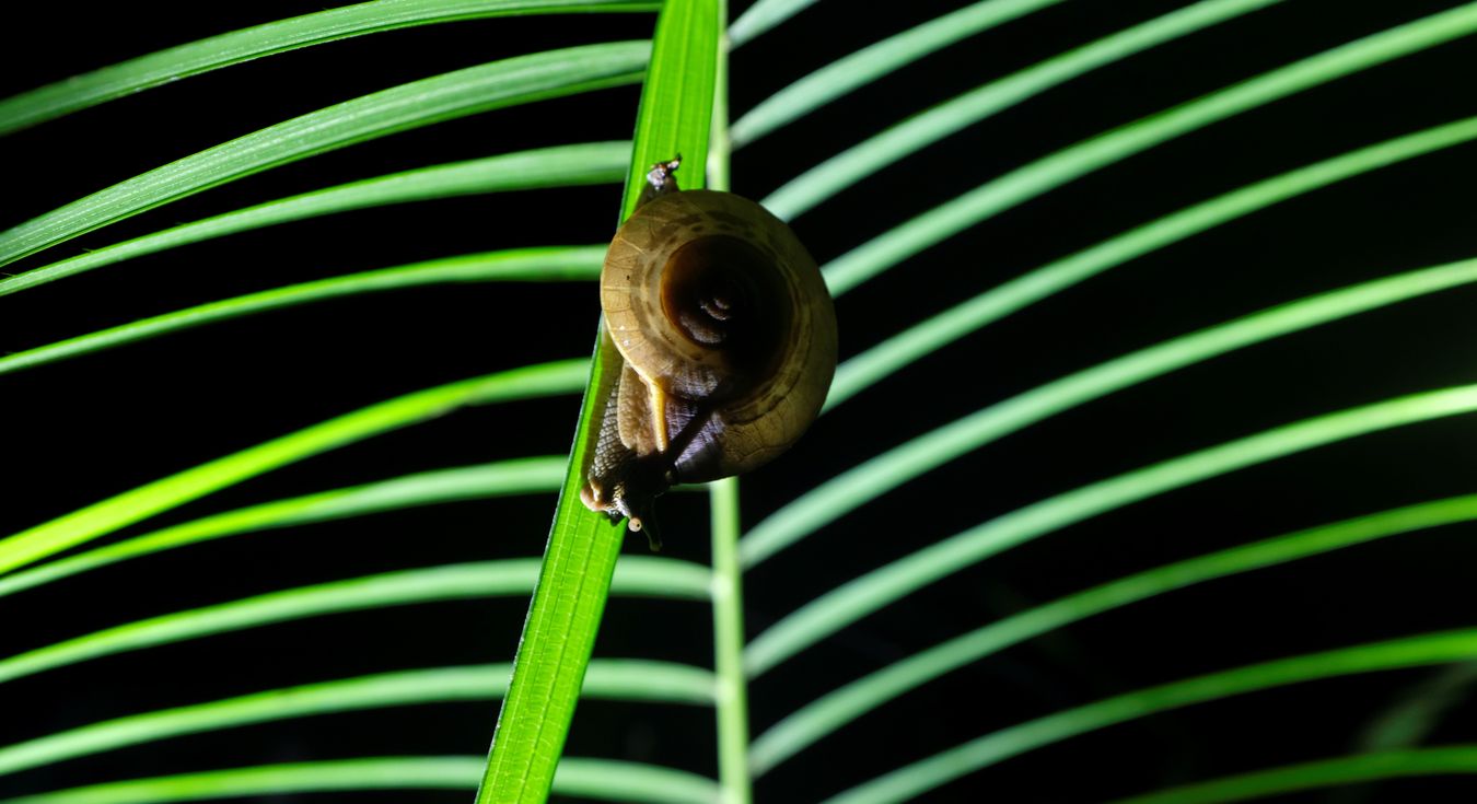 Probably Lapidary Air-Breathing Land Snail { Helicigona Lapicida }  