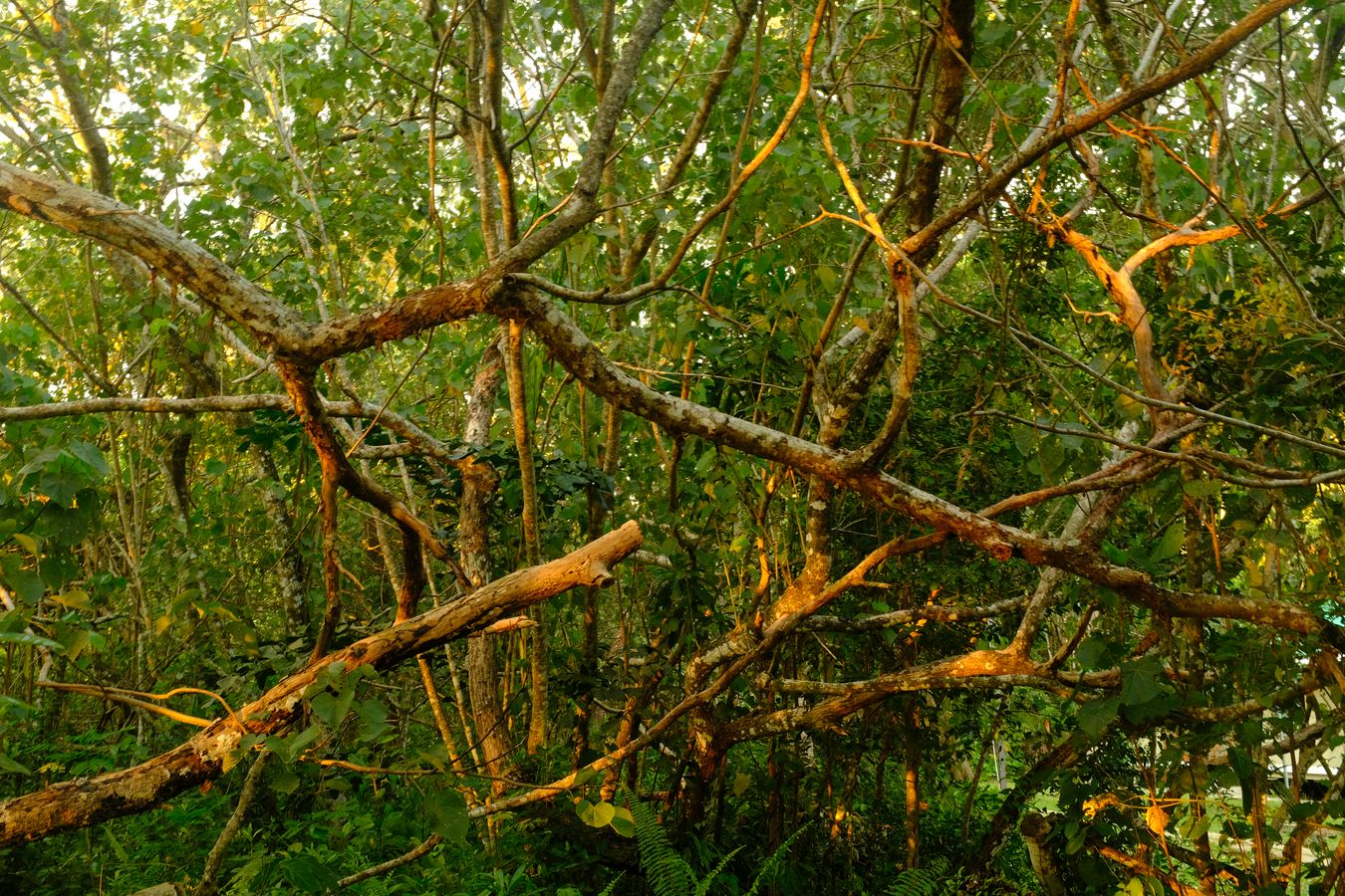 Beach Vegetation