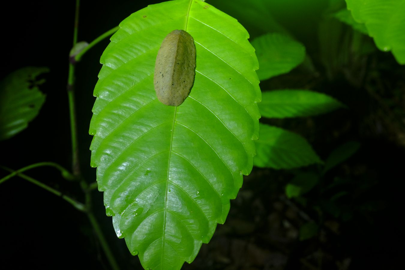 Leatherleaf Slug { Veronicella Cubensis }