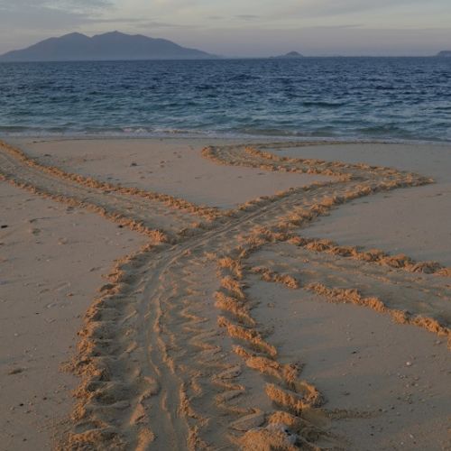 Footprints in the sand of turtles returning to the ocean after laying eggs.