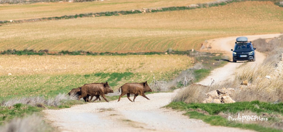 Paso de fauna, javalies 
