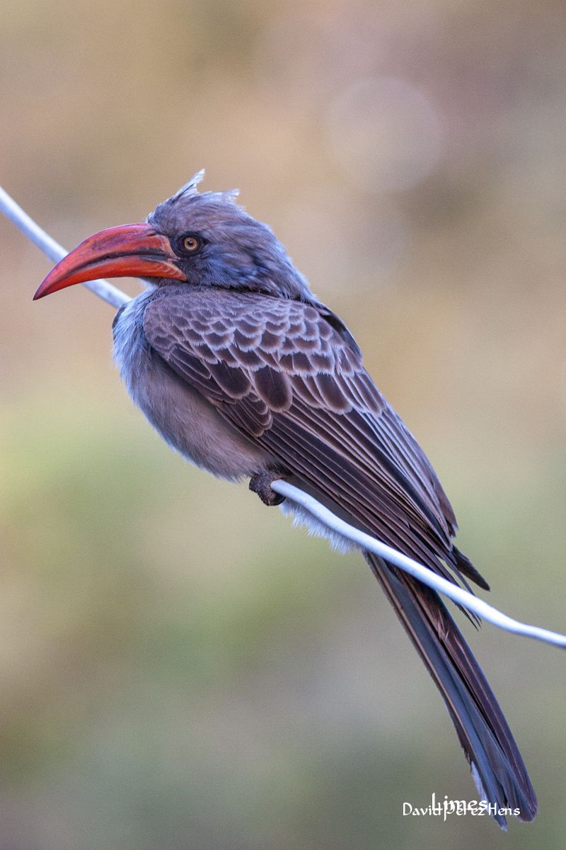 Toco de Bradfield, Delta del Okavango, Botsuana
