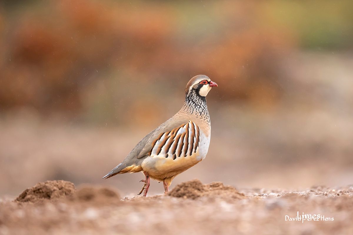 Perdiz, Hide . 500 mm F4, ISO 3200, 1/500, trípode