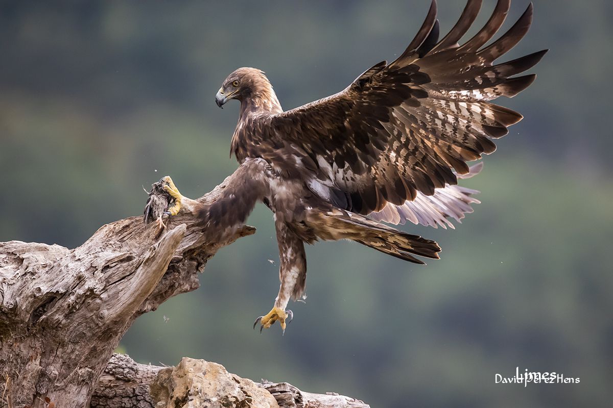 Águila Real , Álava