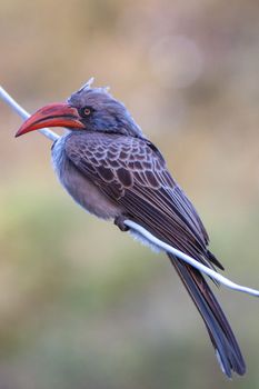 Toco de Bradfield, Delta del Okavango, Botsuana