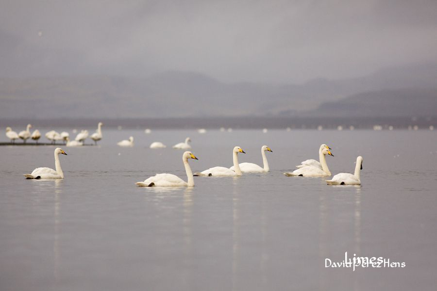 Cisnes cantores. Imagen David Pérez Hens