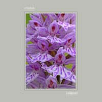 35 - Dactylorhiza elata