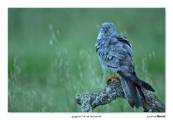 Aguilucho cenizo