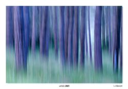 16-Entre pinos.