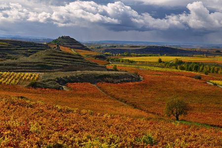 Autumn in Lopez de Heredia