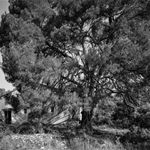 El Pi del Mas del Pi. Culla