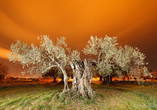 L'OLIVERA DE LA SOTÀ