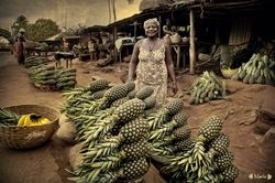 Piñas en Benin.
