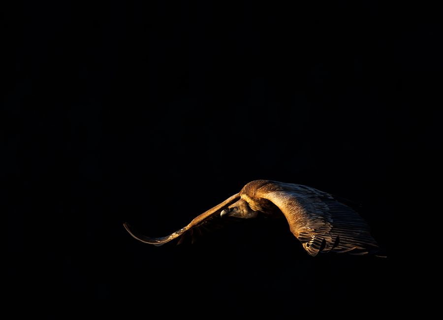 MUNDO DE LAS AVES