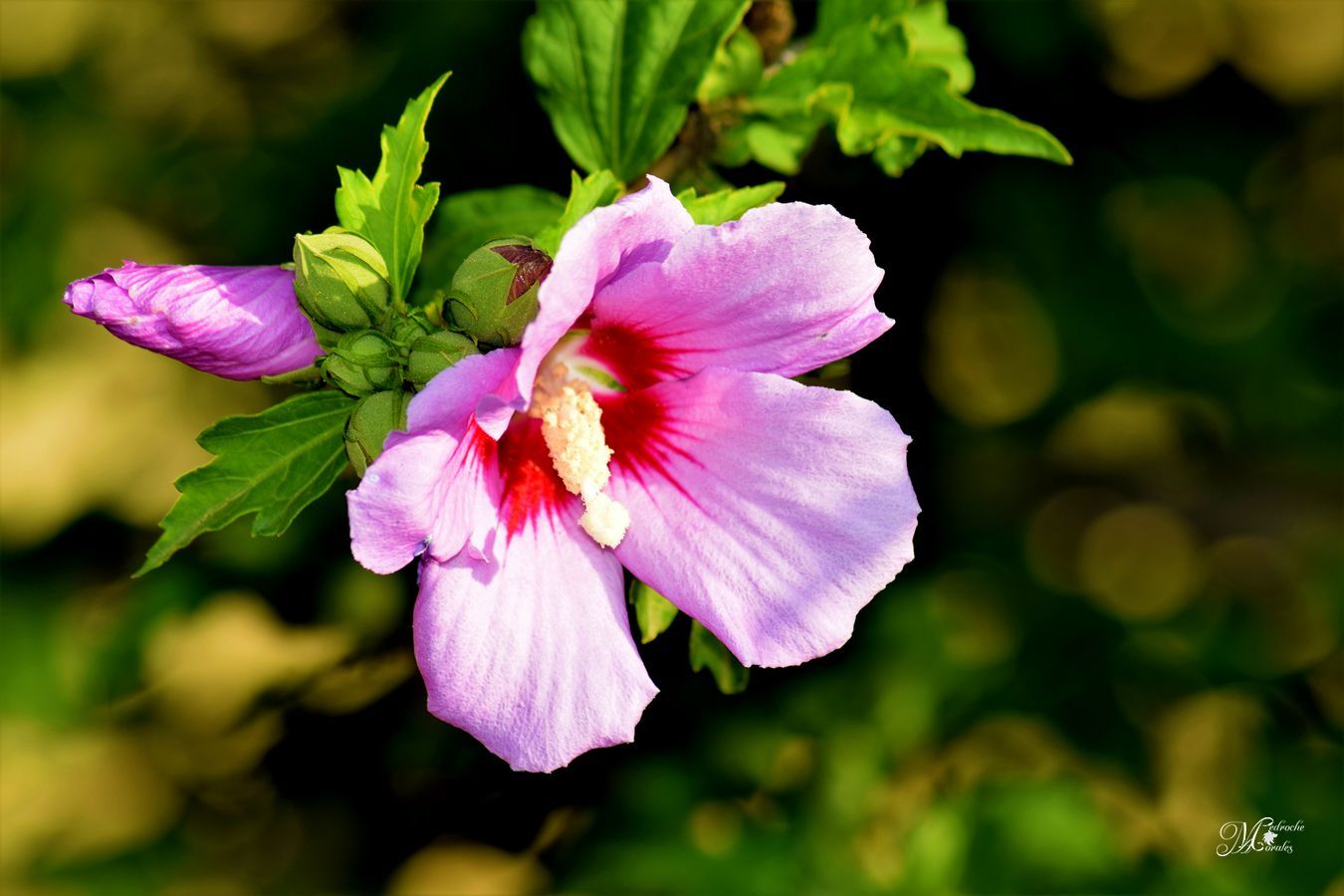 Hibiscus syriacus