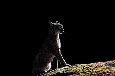 LINCE IBERICO - ANDUJAR - Octubre 2023