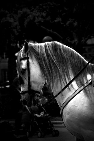 Caballo | 2009 | A Coruña, España