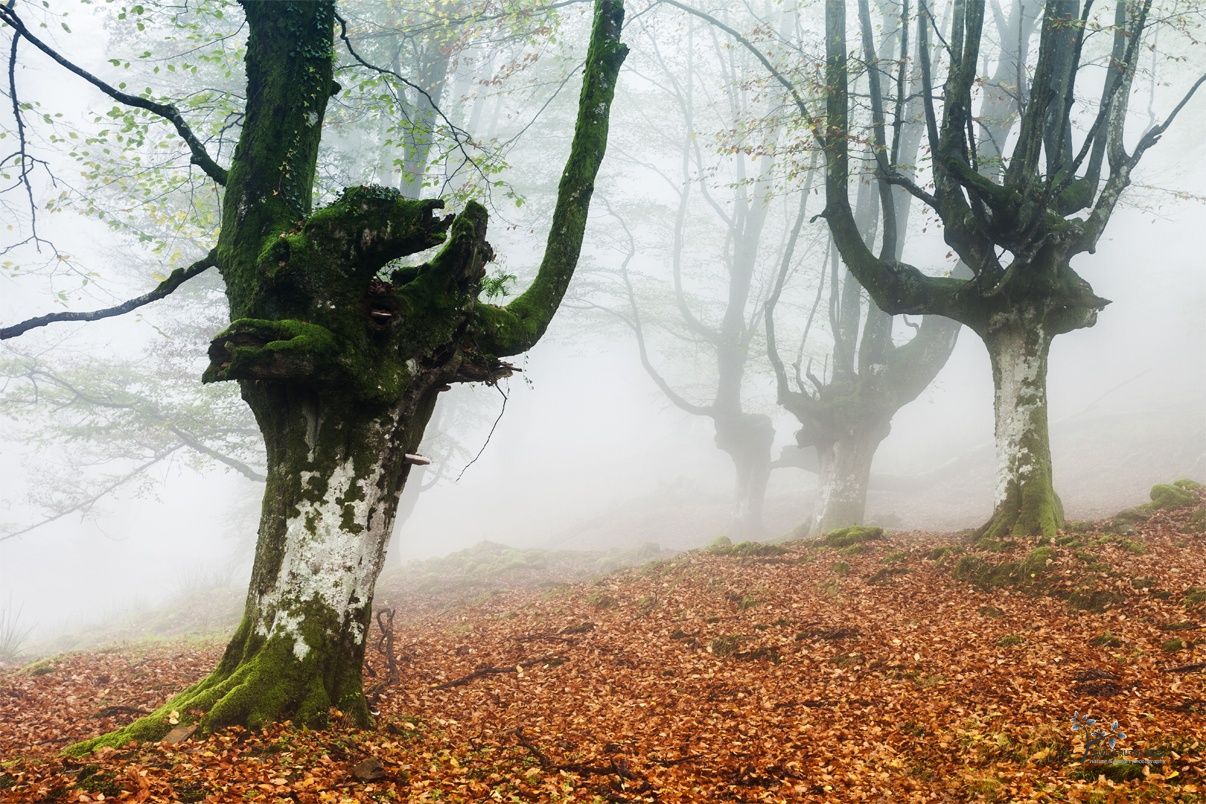The Fairies´s World IV