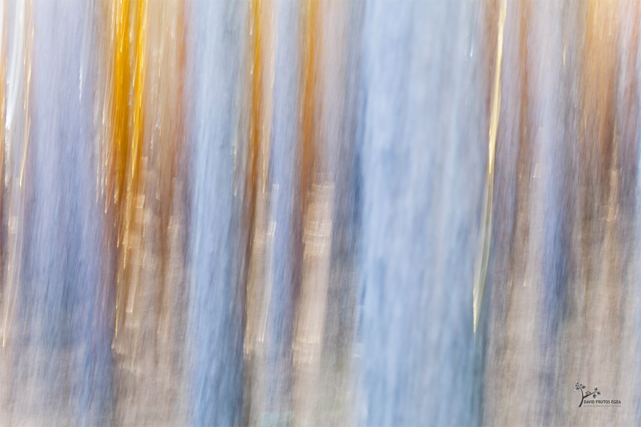 Golden Tears of a Forest in Flames