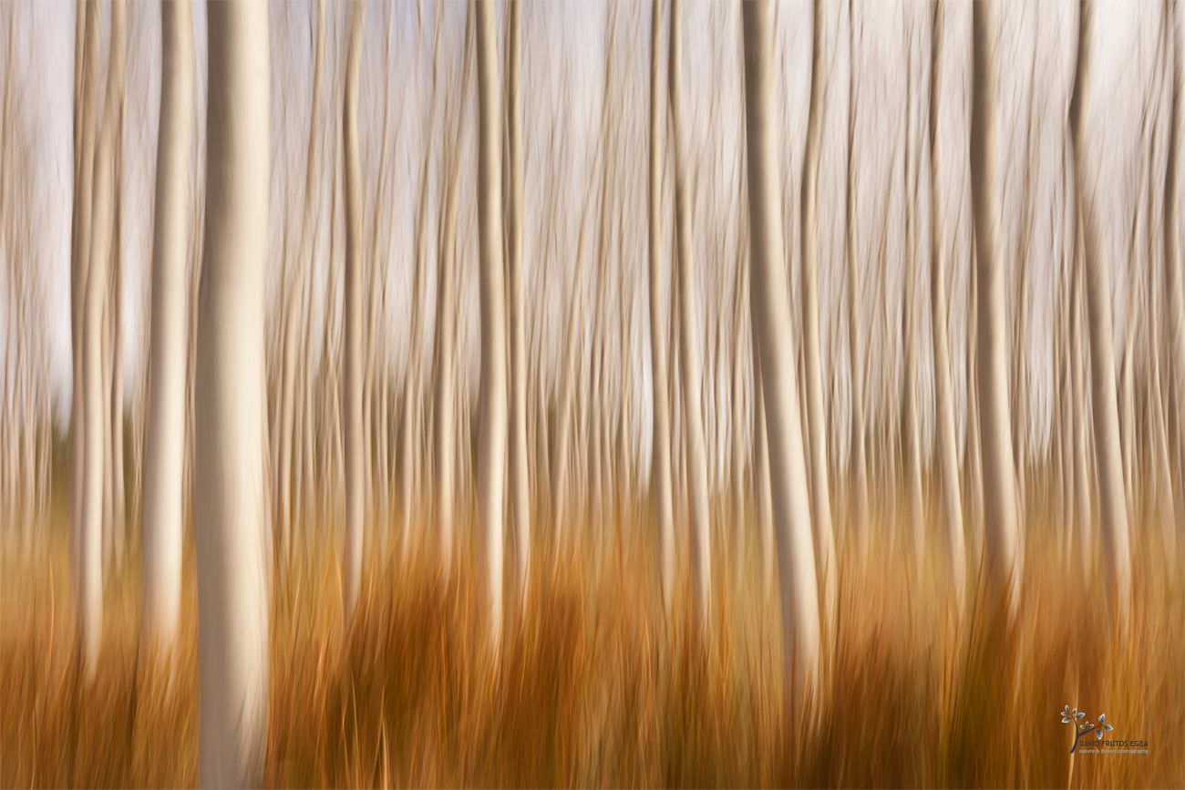 Spring Impressions in a Poplar Fields