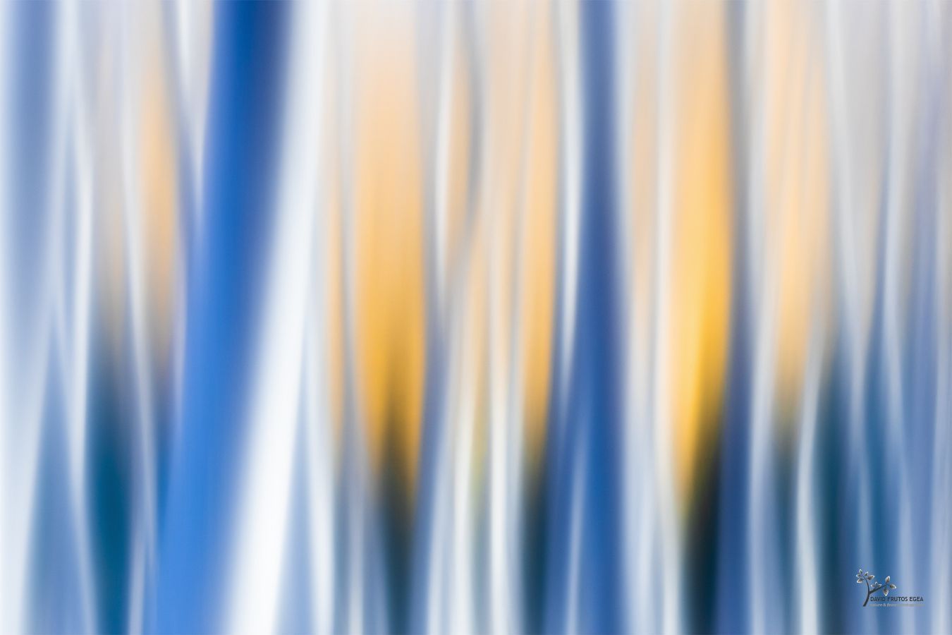 Fire in the Forest