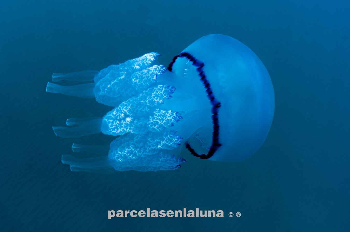 Medusa Rhizostoma