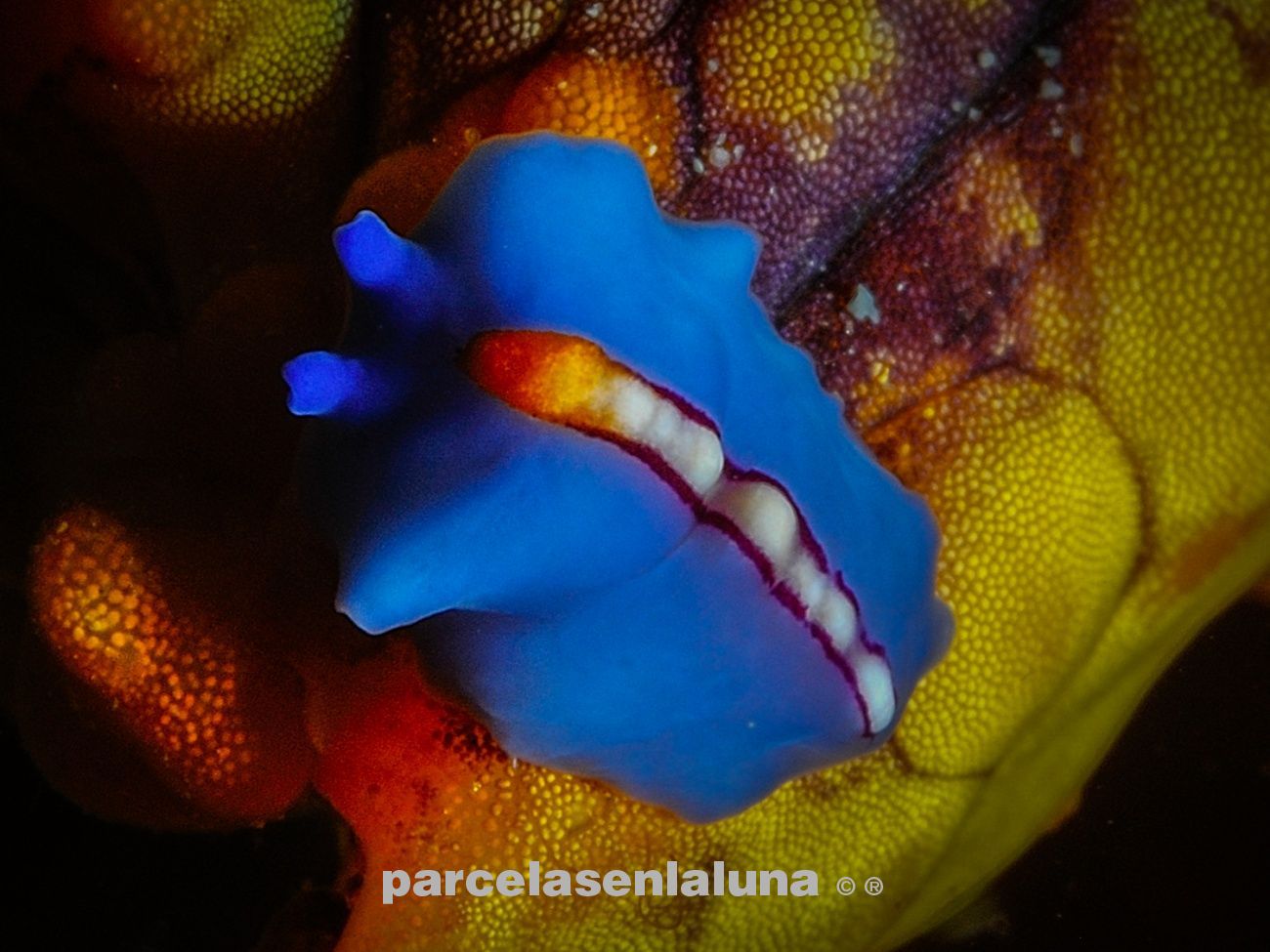 parcelasenlaluna.com