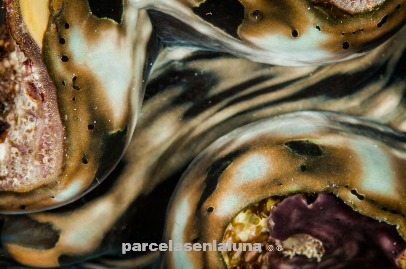 tridacna