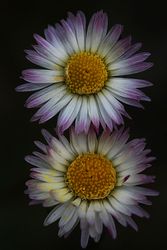 CHIRIVITA. Bellis peremnis.