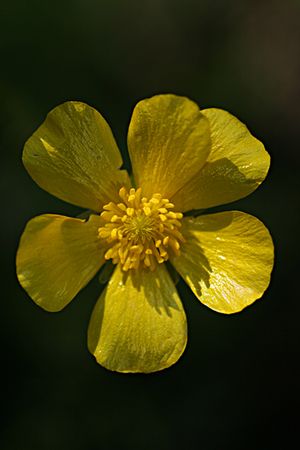 MAYOS. BOTON DE ORO. Ranunculus rupestris. Ranunculáceas.