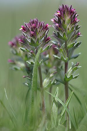 ALGARAVIA. Parentucellia latifolia. Escrofulariáceas.