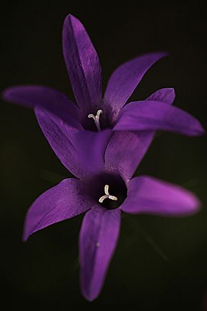 CAMPANILLA. Campanula lusitanica. Campanuláceas.