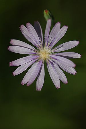 LECHUGUILLA AZUL. Lactuca tenerrima. Asteráceas.