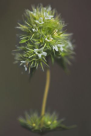 MEJORANA. Thymus mastichina. Labiadas.