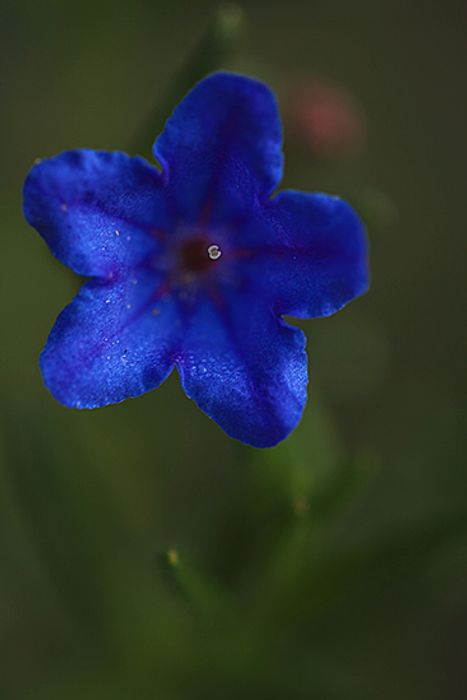 HIRBA DE LAS SIETE SANGRIAS. Lithodora fruticosa. Borraginaceas.