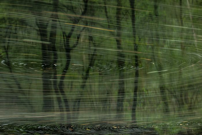 The submerged forest