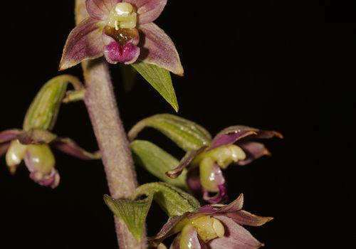Epipactis-cardina
