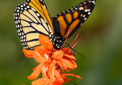 Mariposa-Monarca-Danaus-plexippus