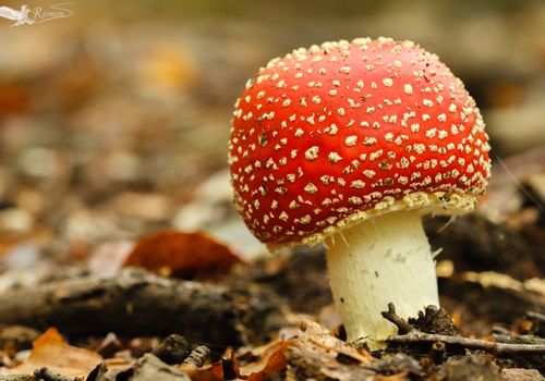 Amanita-muscaria-otoño-hojas-montseny