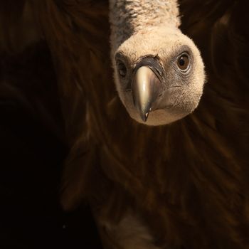 fauna salvatge, catalunya, fotògraf de fauna, fotògraf de natura, animal, foto animal, foto fauna