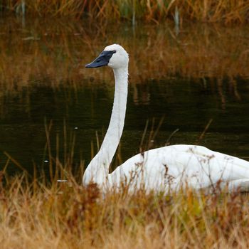 wildlife, usa, wildlife photographer, wilderness, animal, united states wildlife