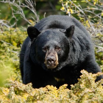 wildlife, canada, wildlife photographer, wilderness, animal, canadian wildlife
