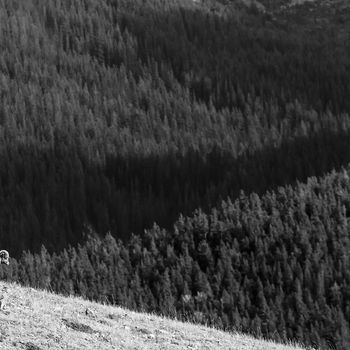wildlife, canada, wildlife photographer, wilderness, animal, canadian wildlife