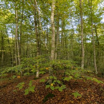 Fageda d'en Jordà